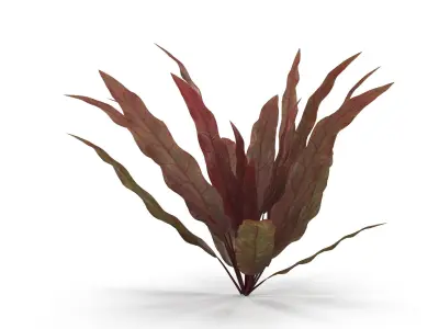 Barclaya longifolia 3D model