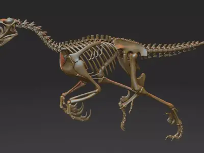 Velociraptor skeleton 3D model