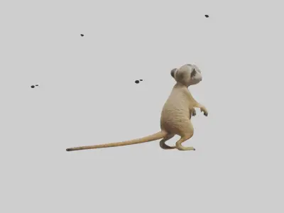 Meerkat cub watching model Low-poly 3D model