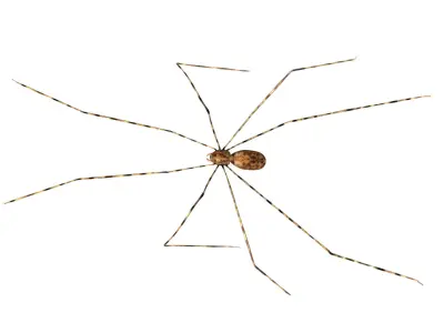 Daddy Longlegs Spider Low-poly 3D model