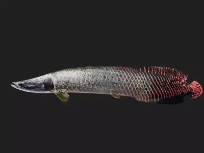 Arapaima Low-poly 3D model
