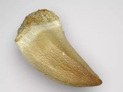 Mosasaurus Tooth 3D model