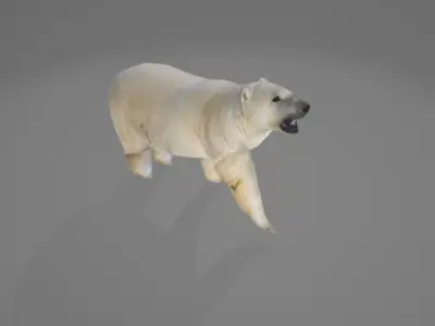 Animated Polarbear 3D model