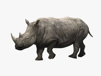Rhino Animated 3D model purchase