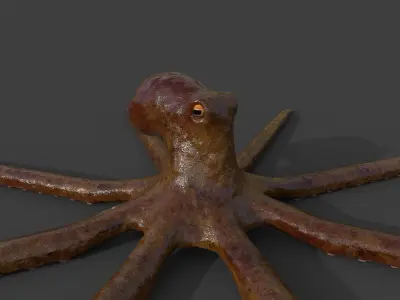 Octopus Low-poly 3D model
