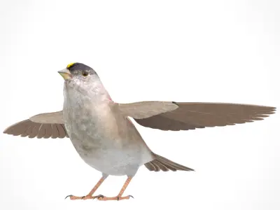 3D Bird Pack Golden Crowned Sparrow Male and Female Low-poly 3D model