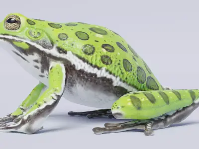 Barking Treefrog Rigged Free low-poly 3D model