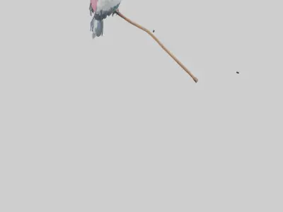 Galah Parrot perched model 3D model
