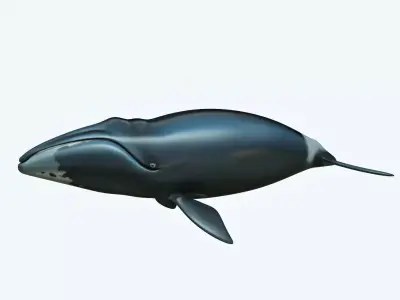 Whale Bowhead 3D model
