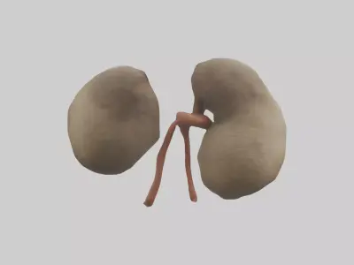Sloth Kidneys 3D model