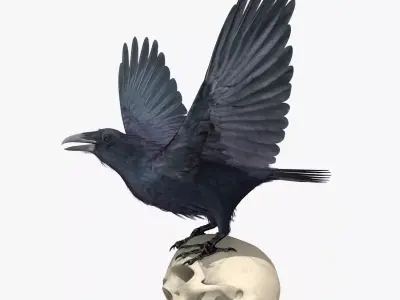 Common Raven - rigged - animated 3D model