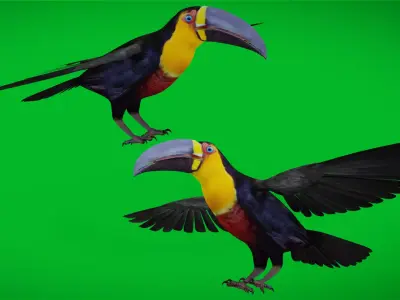 Channel Billed Toucan Bird Low-poly 3D model