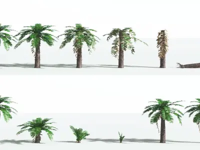 EVERYPlant Pseudoctnis Cycad LowPoly 1 --12 Models-- Low-poly 3D model