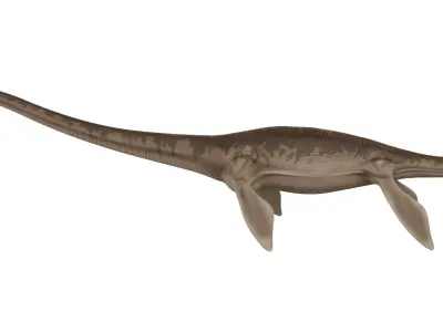 Thalassomedon 3D model