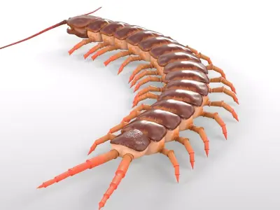 Centipede Insect Low-poly 3D model