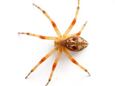 Desert Arachnid model pack Low-poly 3D model