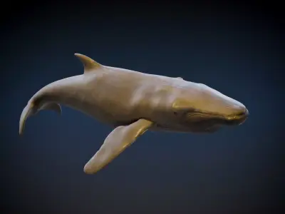 Humpback Whale 3D model