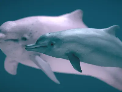 Indo-Pacific Humpback Dolphin 3D model