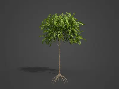 2021 PBR Japanese Walnut Collection - Juglans Ailantifolia  3D model