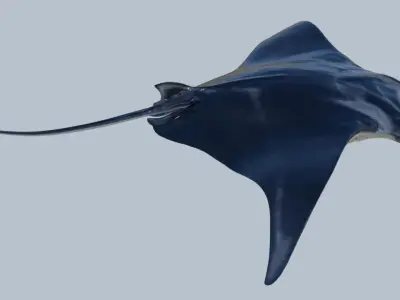 Manta ray rigged and animated for Cinema 4d Low-poly 3D model
