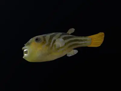 animated pufferfish blowfish puffer 3D model