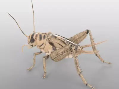 Cricket Insect Low-poly 3D model