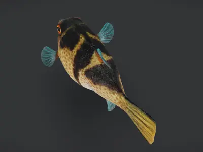 Valentin Sharpnose Puffer Animated 3D model