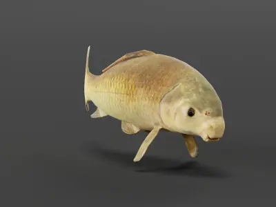Black Buffalo Fish Low-poly 3D model