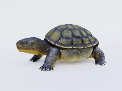 Tortoise Free 3D model