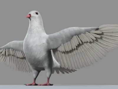 White Pigeon 3D model