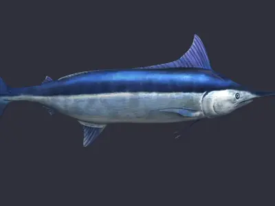 swordfish marlin ocean sea fish swim fast 3D model
