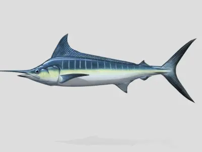 Blue Marlin  Realistic Animated Low-poly 3D model