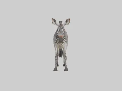 Grevys Zebra Low-poly 3D model