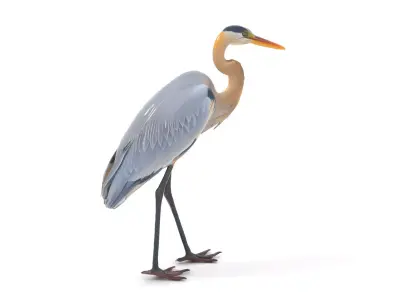 Elegant Heron model pack Low-poly 3D model