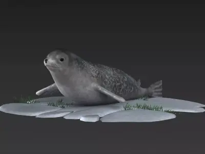 nature wildlife swimming animal ocean underwater seal walru 3D model