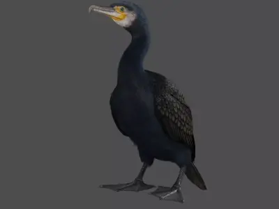Realistic Cormorant Animation 3D Model Rigged for Blender 3D model