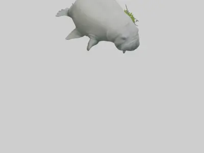 Manatee grazing on seagrass model Low-poly 3D model