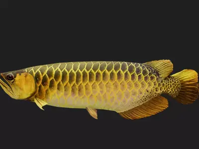 Arowana Low-poly 3D model