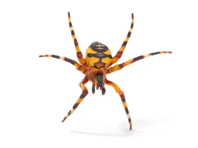 Vibrant Spider model pack Low-poly 3D model