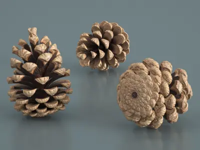 Opened Pine Cone Brown 3D model