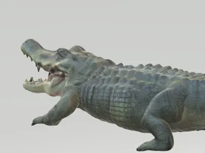 Florida Swamp Alligator 3D model
