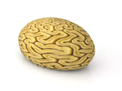 Braincoral brain Free low-poly 3D model