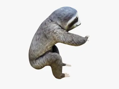 Sloth Free 3D model
