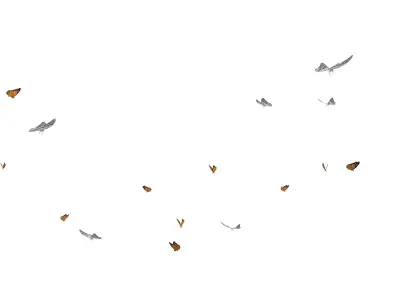 Butterflies  Animated Low-poly 3D model