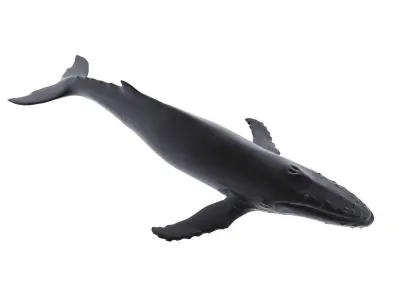 Humback Whale Low-poly 3D model