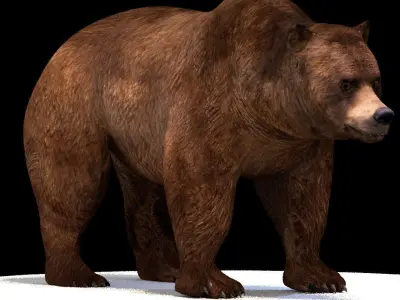 Grizzly Bear 3D model