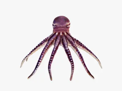 Octopus Free 3D model