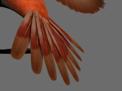 Munia Rigging and Animation 3D model