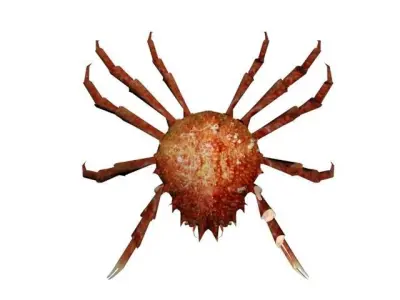 CRAB SEA Free 3D model