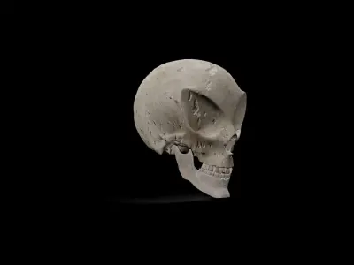 Alien low poly game ready Skull Low-poly 3D model